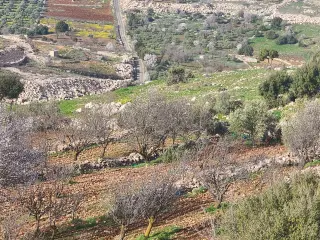 Land for sale in Sakhra – photo 7