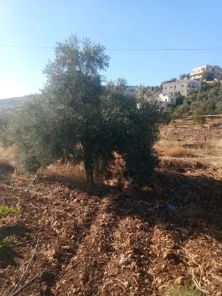 Land for sale in Sakhra – photo 8