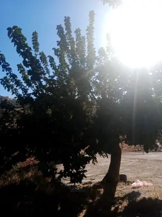 Land for sale in Sakhra – photo 5