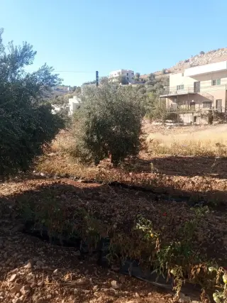 Land for sale in Sakhra – photo 10