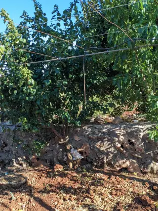 Land for sale in Sakhra – photo 4