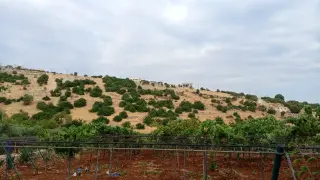 Land for sale in Sakhra – photo 2