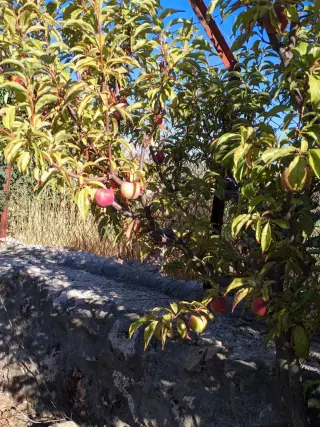 Land for sale in Sakhra – photo 6