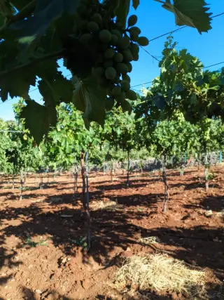Land for sale in Sakhra