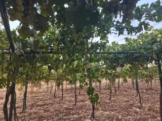 Land for sale in Sakhra