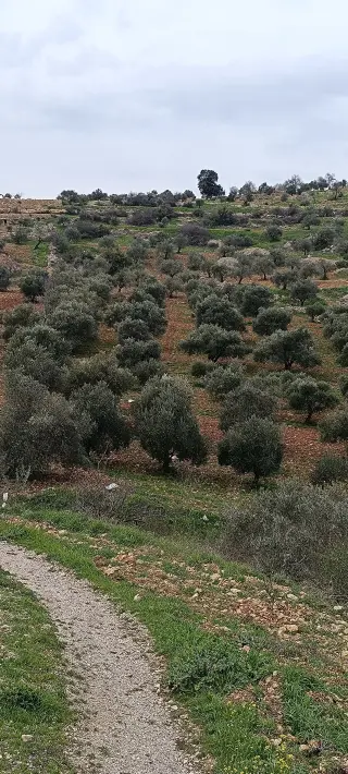 Land for sale in Sakhra – photo 5