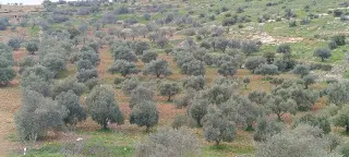 Land for sale in Sakhra