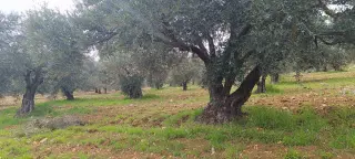 Land for sale in Sakhra – photo 2