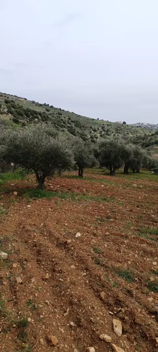 Land for sale in Sakhra – photo 7