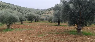 Land for sale in Sakhra – photo 3