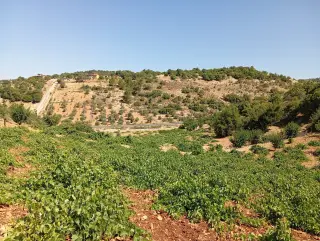 Land for sale in E'in Jana – photo 2