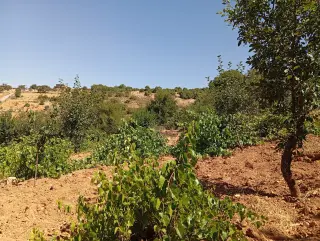 Land for sale in E'in Jana – photo 3