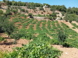 Land for sale in E'in Jana