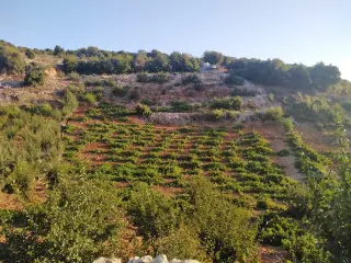 Land for sale in E'in Jana – photo 5