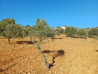 Land for sale in A'anjara – photo 2