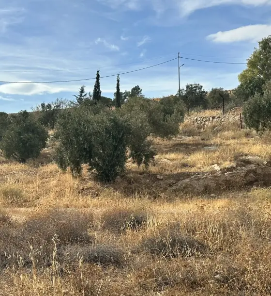 3,400 m² farm with a shell house on Sarout main road