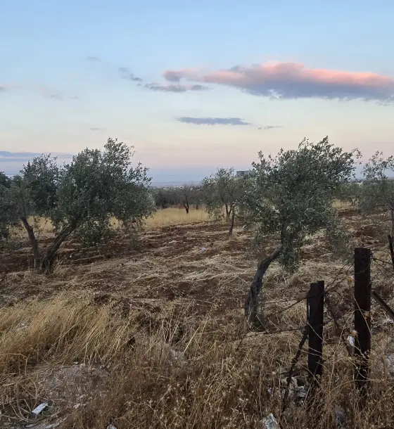 1,540 m² olive-planted plot in An-Nuayyimah, Nuwaihir area