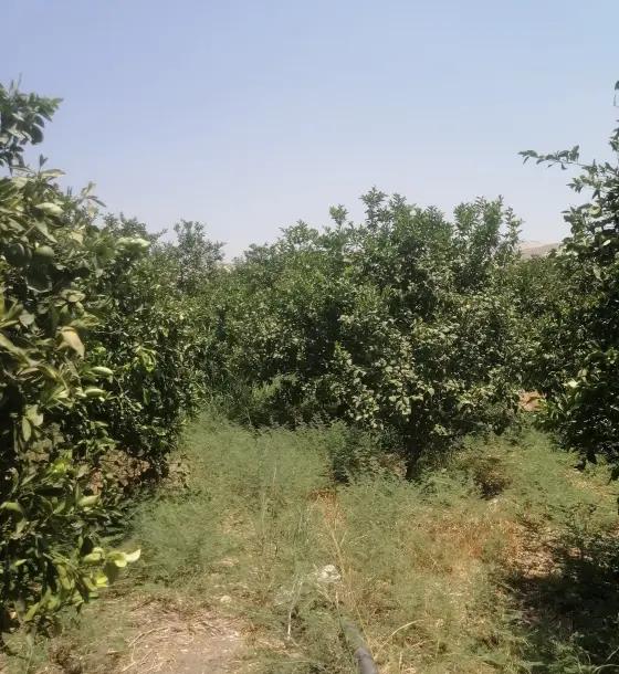 3.5-dunum citrus farm for sale in North Shuna with fruiting trees