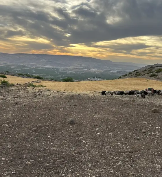 13-dunum flat farmland in Umm Qais overlooking the Jordan Valley