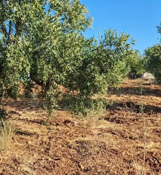 950 m² flat plot in Taybeh District with olive and fruit trees and water tanks