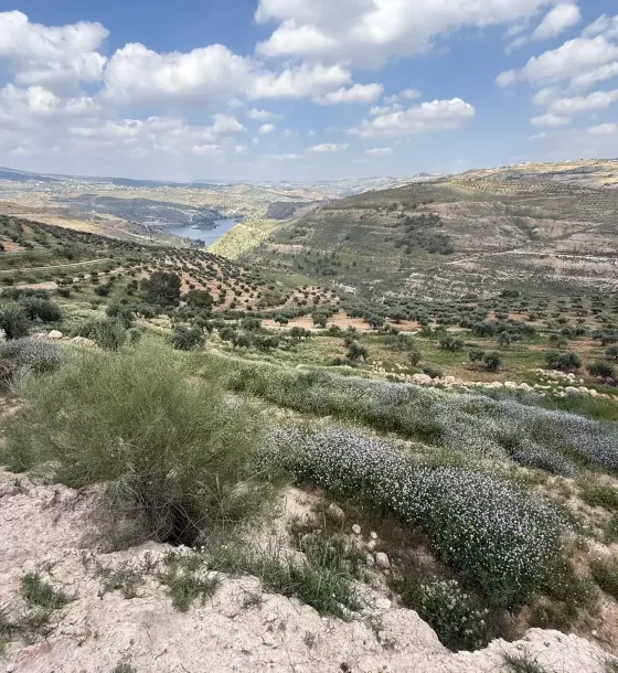 Overlooking King Talal Dam: 3,886 m² olive plot in Seehan on two streets, suits a chalet
