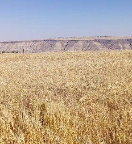 Flat 10-dunum farm land with red soil for sale in Shaqiq, Thiban