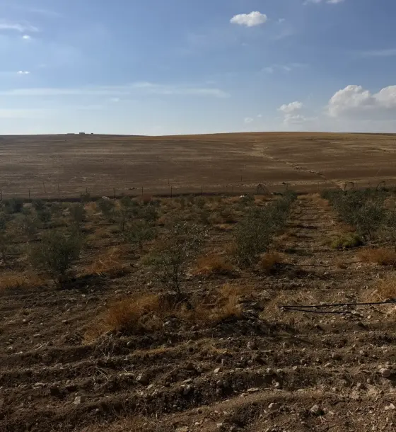 15-dunum olive farm with a new 90 m² house for sale in Umm Al Rasas, Thiban