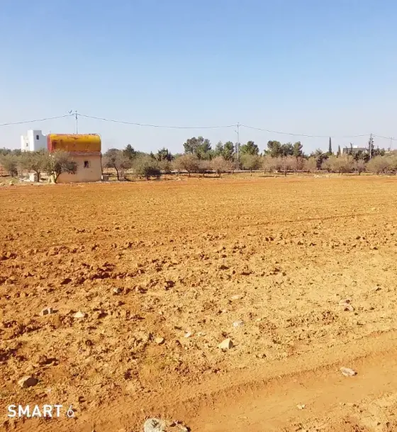 أرض 3,500 م² مزروعة زيتون بإطلالة على البحر الميت وبوابة خاصة للبيع في الفيحاء