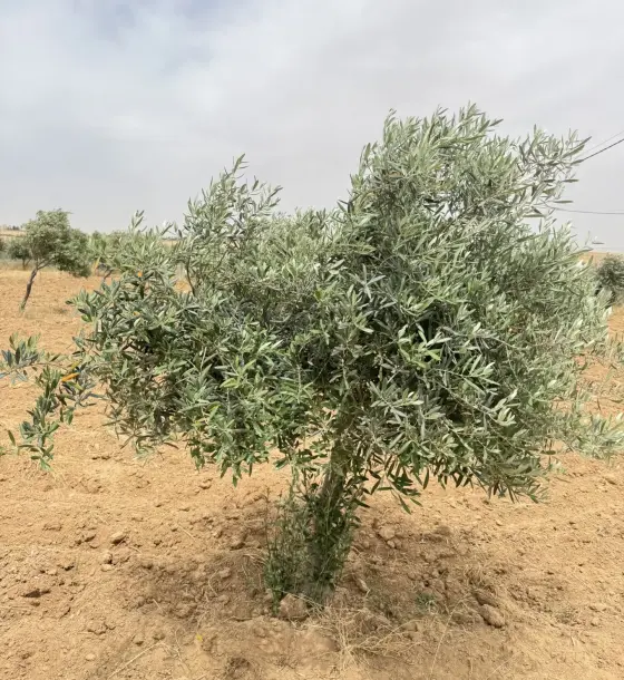 Licensed 5-dunum olive farm with irrigation and caravan for sale in Dalilet Al-Hamaideh