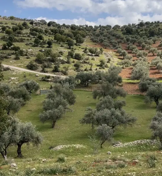 Fenced olive land, 4,222 m², near the oak forest in Kufor Khal, Jerash
