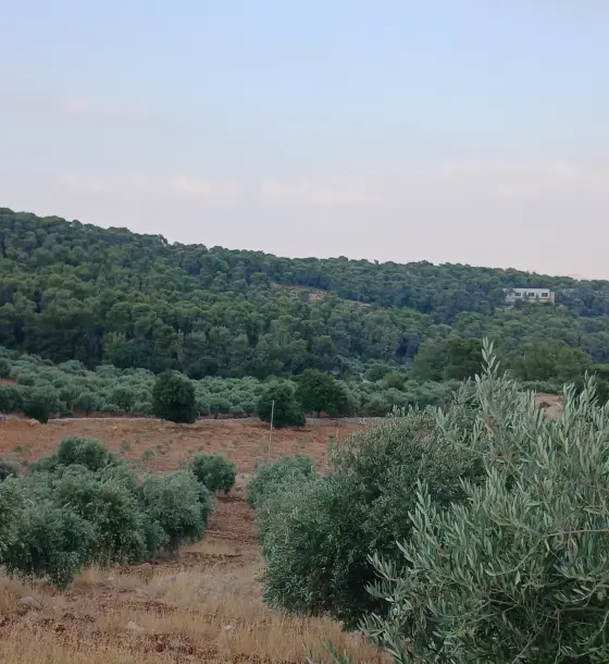 High 12-dunum plot surrounded by Dibbin forest, suits chalets or rural homes