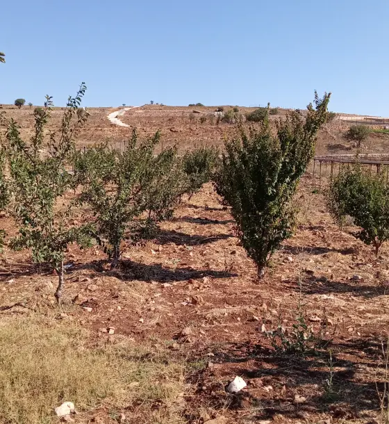 2,056 m² fenced farm land with vines for sale in Samta, Ajloun