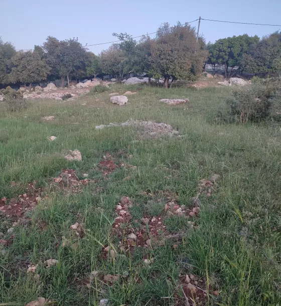 Level 3,250 m² olive plot on two streets facing the Ajloun cable car, Ishtafeena