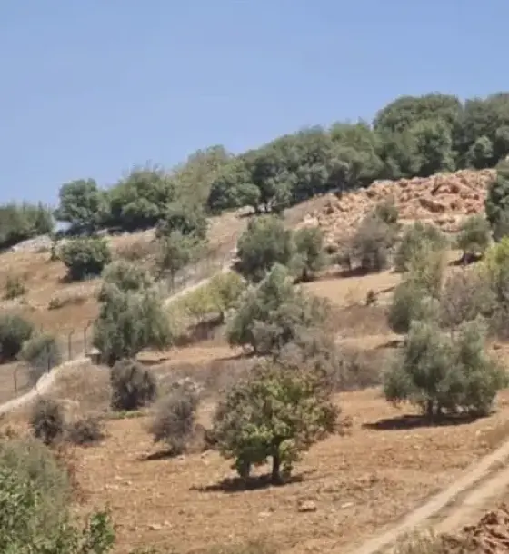 1,800 m² olive land overlooking Ajloun Castle for sale on the Ein Jana farm road, Ibbin
