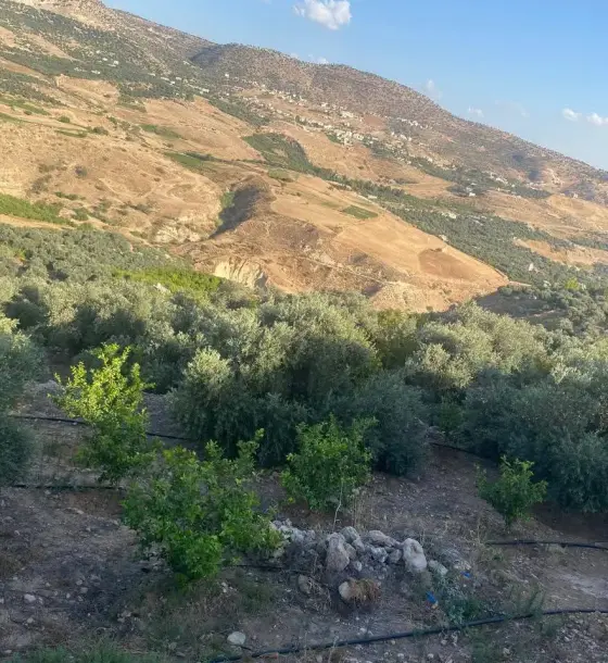10-dunum irrigated olive and citrus farm with a 400 m³ pool for sale in Kufranjah
