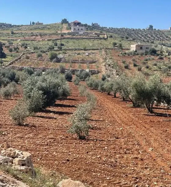 Hamamat Al-Ulaymat near Rhab: 10-dunum farm with vines, olives and a well