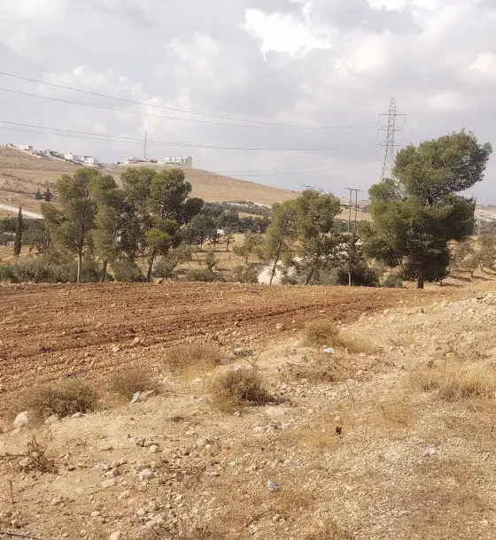 Ain wa Al-Ma'mariyyeh olive land, 3,400 m² on two streets, near the Bala'ama road