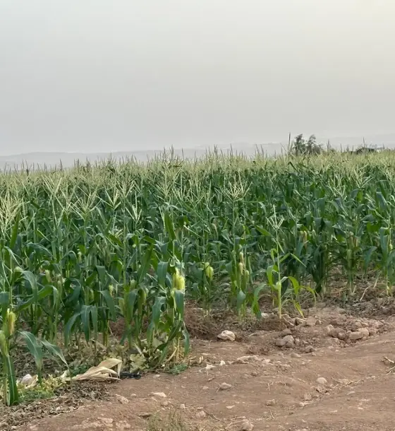 Level 3-dunum plot with its own title east of Bala'ama, near Al-Zaytouna