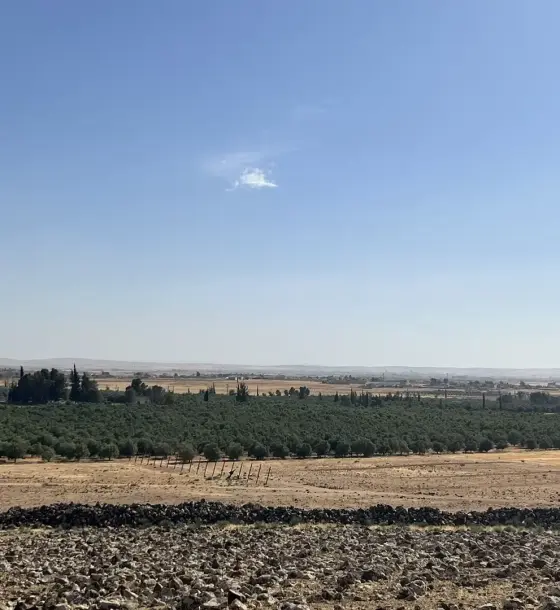 12,000 olive trees on a 760-dunum farm in Um Al Jimal, Mafraq, with its own well and generator