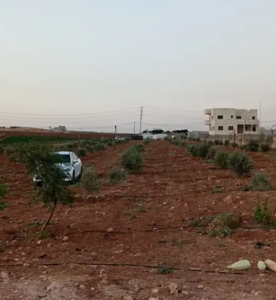Ramtha olive farm, 4 dunums, fenced, with irrigation network and own title deed