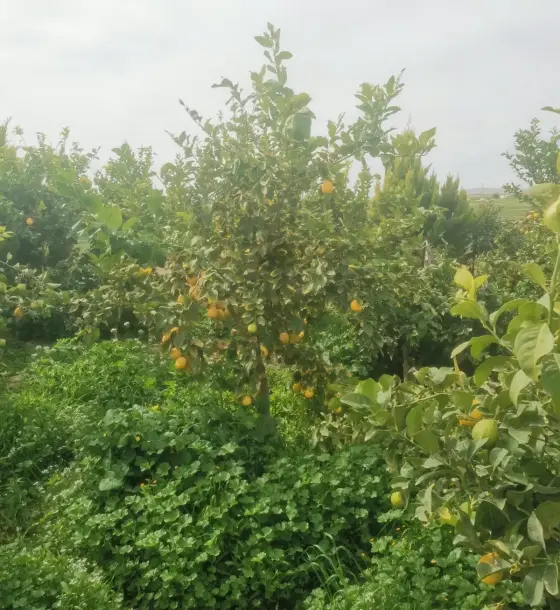Five-dunum farm with a finished house for sale near Umm Al-Rasas, south Amman