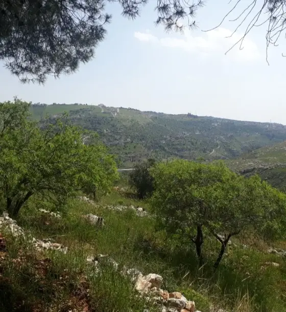 18-dunum farm for sale in Abu Al-Nair with 40-year-old olive and almond trees, sold from 2 dunums