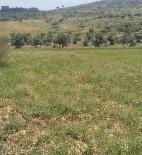 Iraq Al Ameer 8-dunum mixed-use plot for sale at a good price