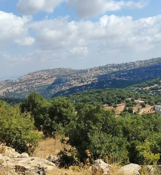 9.75-dunum farmland for sale in Zubiya with olive trees and natural woodland