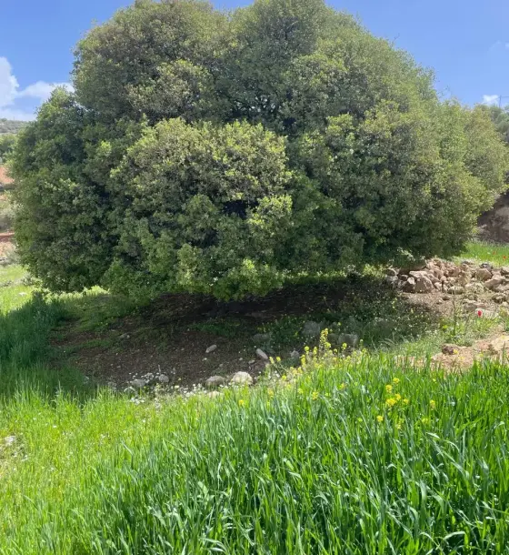 Own title deed, 9 dunums of farmland in A'llan, Khirbet Al-Rashwani basin