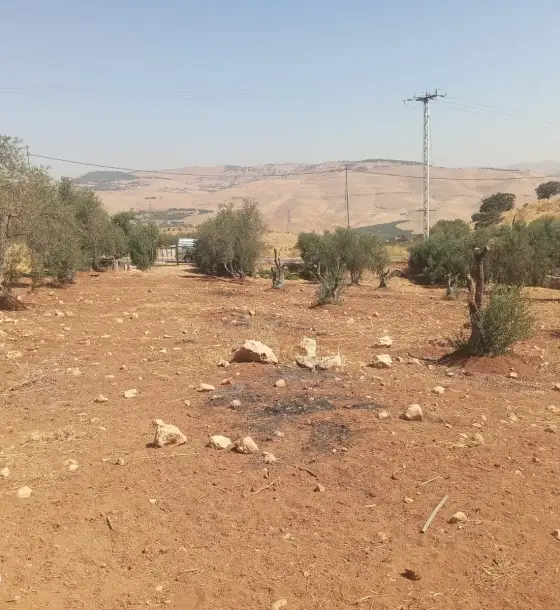 في منطقة شاليهات العالوك أرض زيتون 4,288 م² بإطلالة مفتوحة