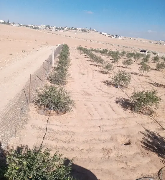 3,600 m² olive farm for sale in Bureiqa, east of the Science and Technology University