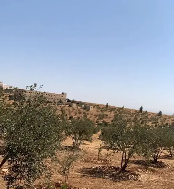 على شارع المفرق بلعما في حيان المشرف: مزرعة زيتون 23.5 دونماً للبيع