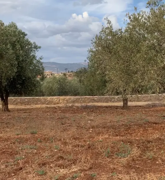 Own deed on a level 1,045 m² olive plot in Seehan, Salt