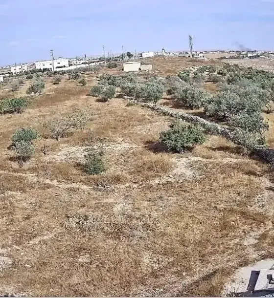 Olive farm of 60 dunams in Al-Mazar Al-Janoubi, Al Karak, offered for lease